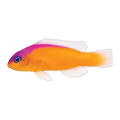 Two-Banded Dottyback | Pictichromis diadema