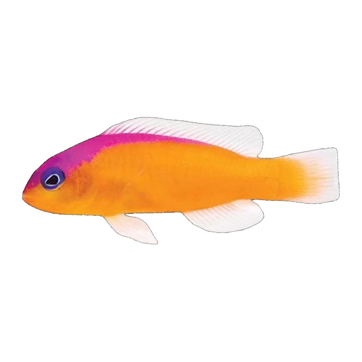 Two-Banded Dottyback | Pictichromis diadema