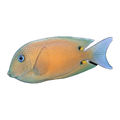Two Spot Bristletooth Tang | Ctenochaetus binotatus