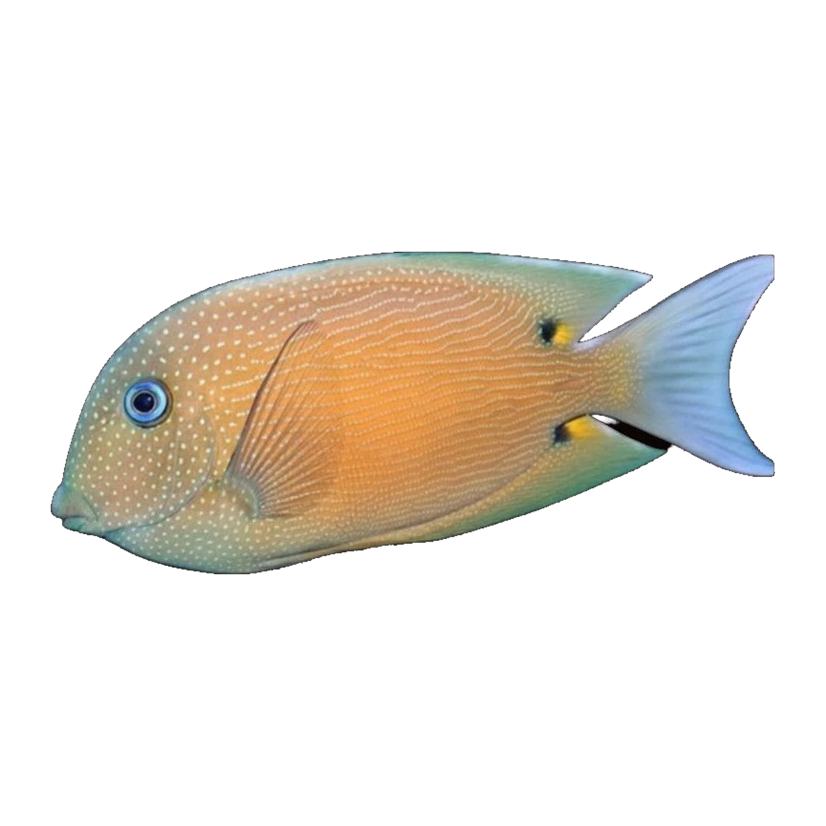 Two Spot Bristletooth Tang | Ctenochaetus binotatus