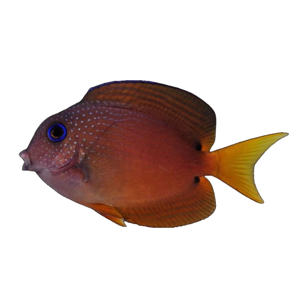 Two Spot Bristletooth Tang | Ctenochaetus binotatus