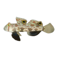 Two Spot Goby | Signigobius biocellatus
