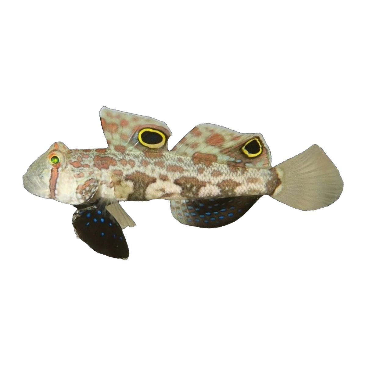 Two Spot Goby | Signigobius biocellatus