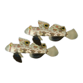 Two Spot Goby Pair | Signigobius biocellatus