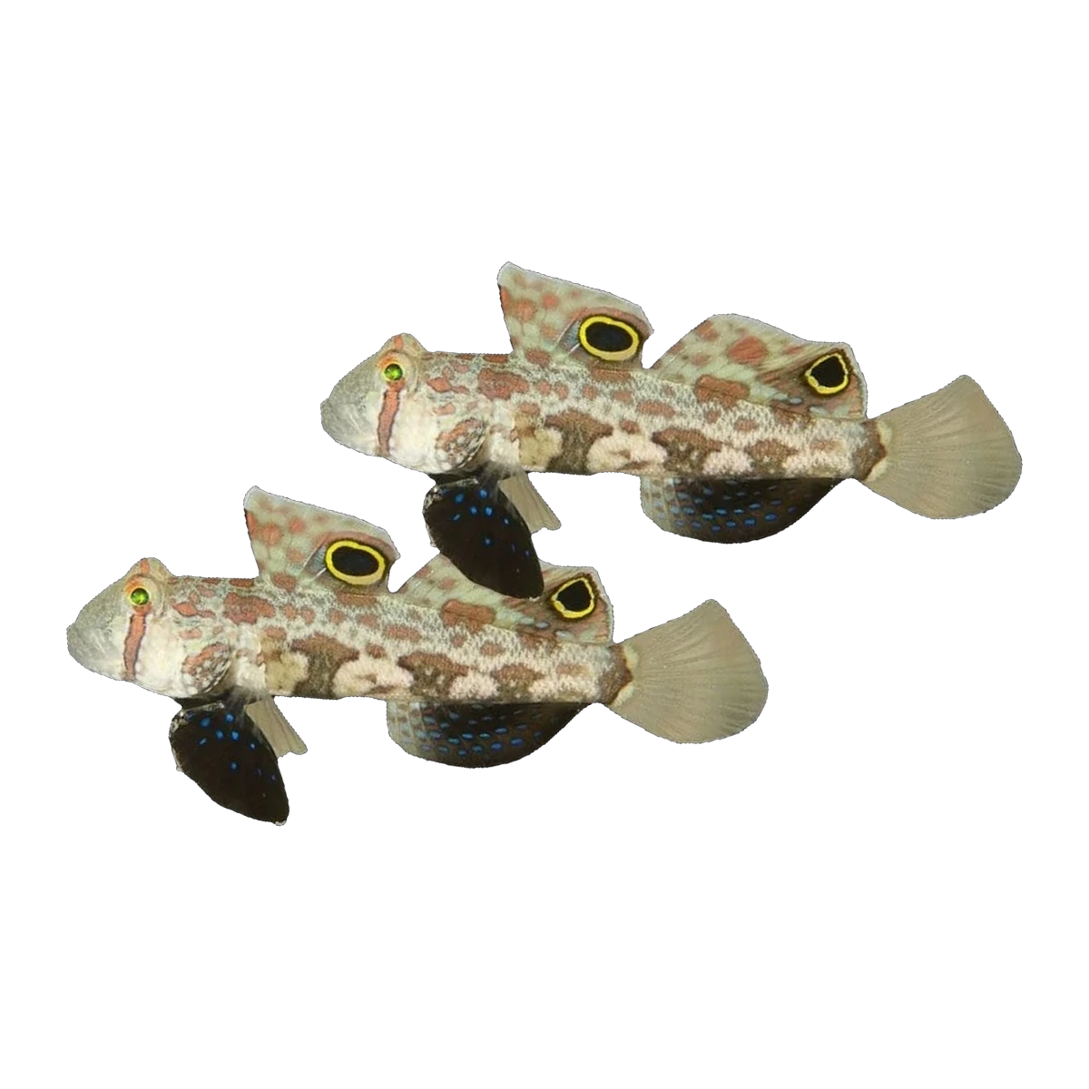Two Spot Goby Pair | Signigobius biocellatus