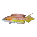 Two Spot Wrasse | Oxycheilinus bimaculatus