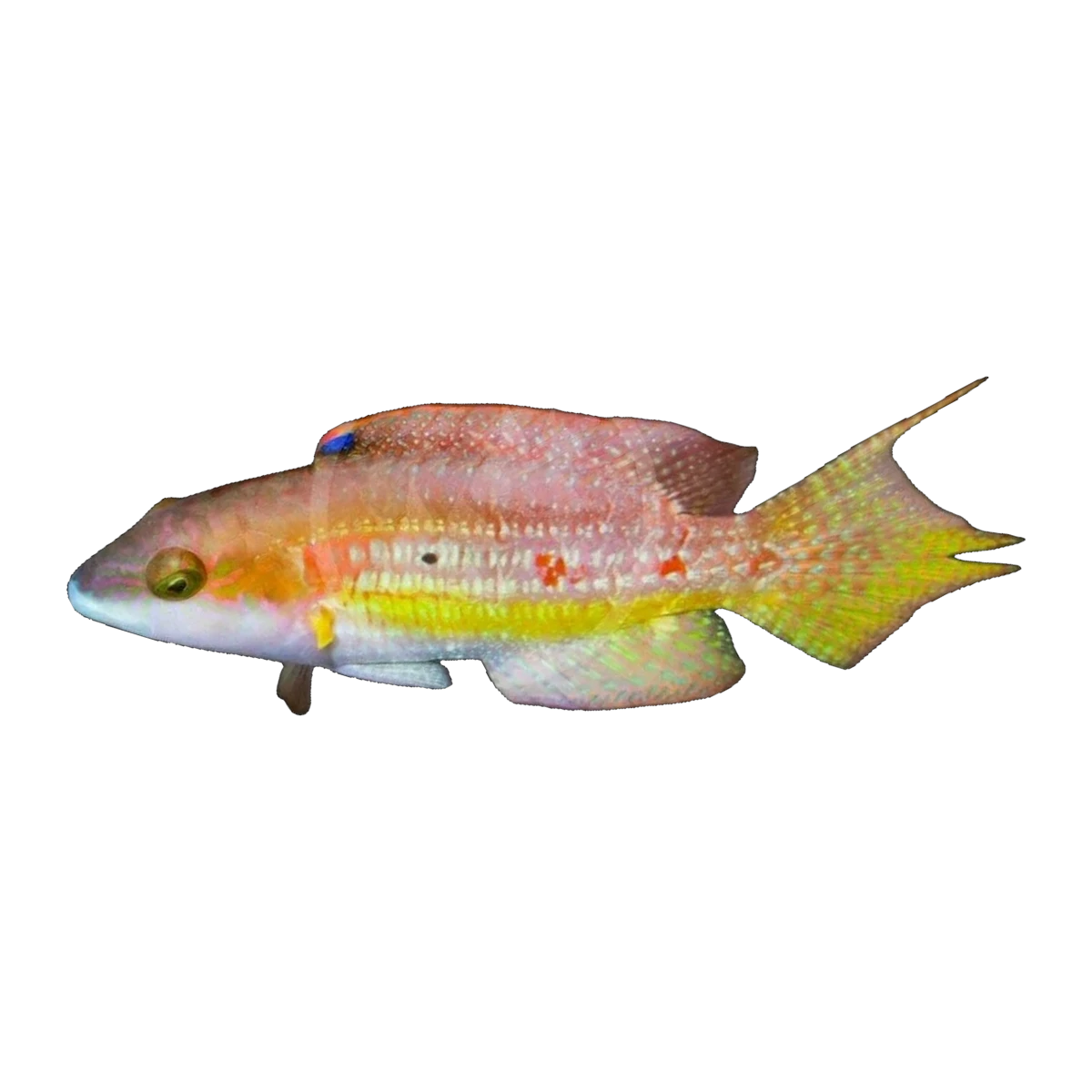 Two Spot Wrasse | Oxycheilinus bimaculatus