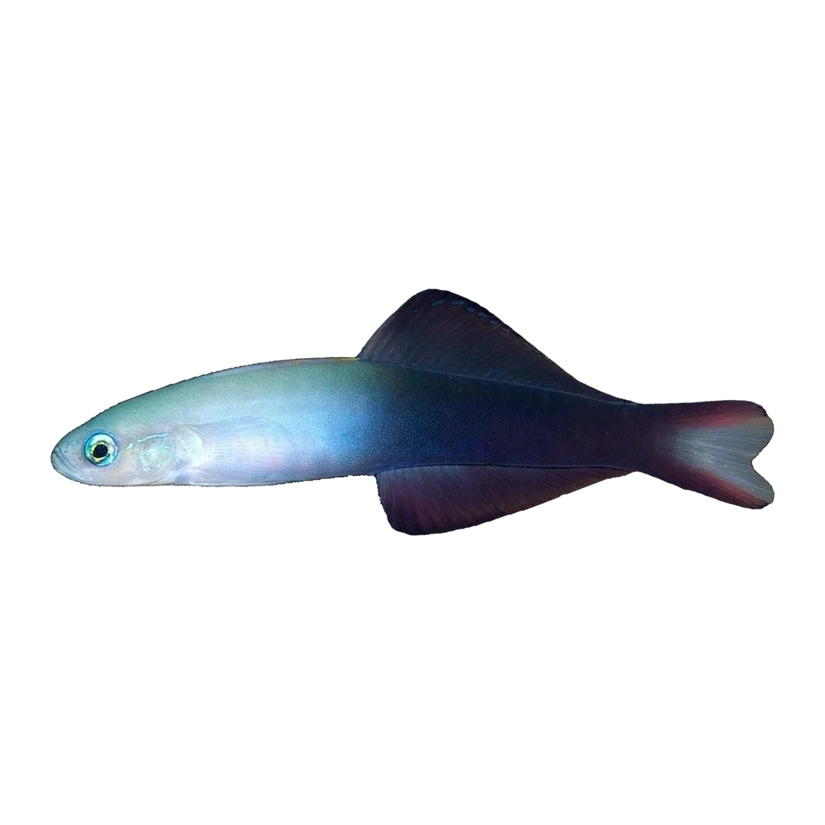 Two Tone Dartfish | Ptereleotris evides