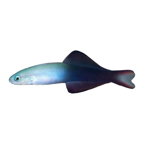Two Tone Dartfish | Ptereleotris evides
