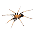 Two-tone Wolf Spider | Hoggicosa bicolor