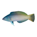 Two Tone Wrasse | Halichoeres prosopeion