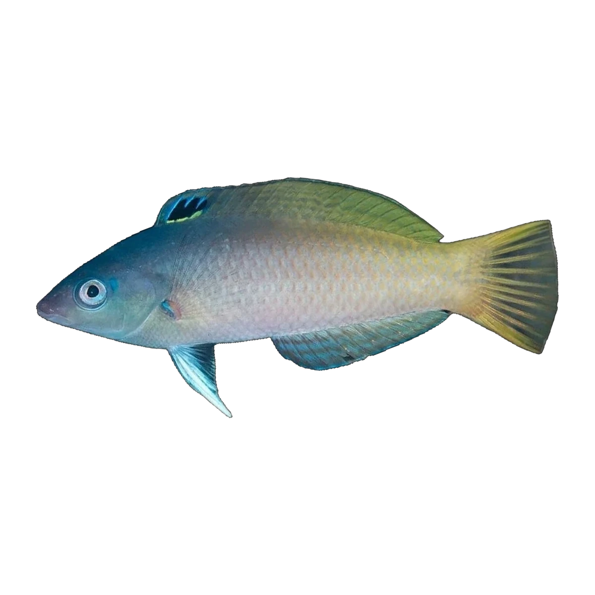 Two Tone Wrasse | Halichoeres prosopeion