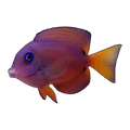 Twospot Bristletooth Tang | Ctenochaetus binotatus
