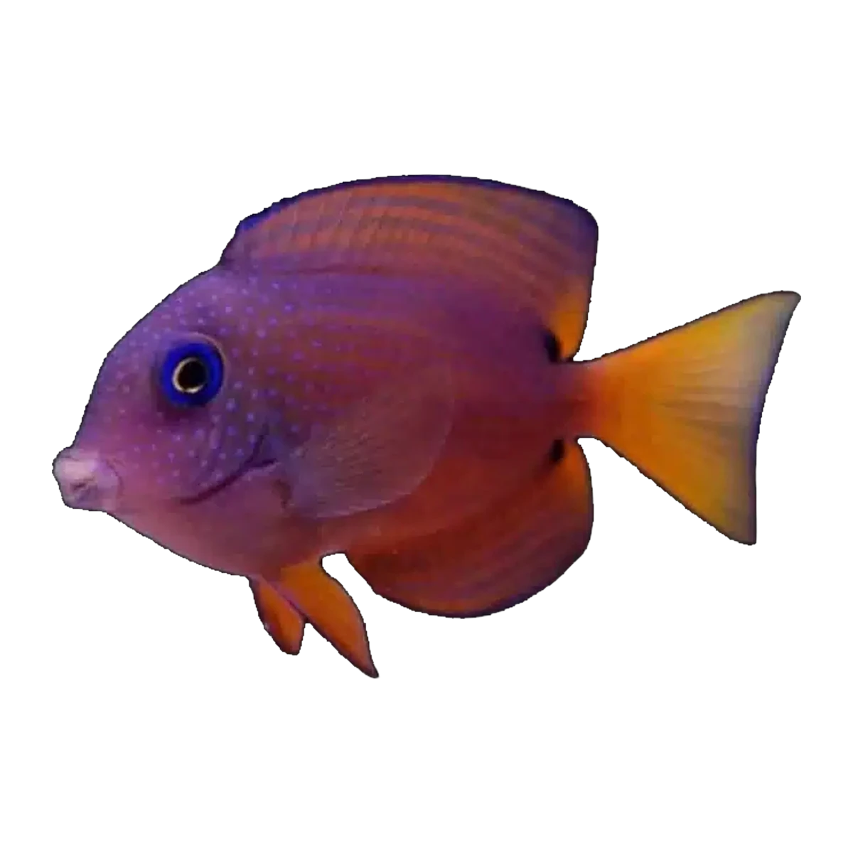 Twospot Bristletooth Tang | Ctenochaetus binotatus