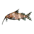 Upside Down Catfish | Synodontis nigriventris