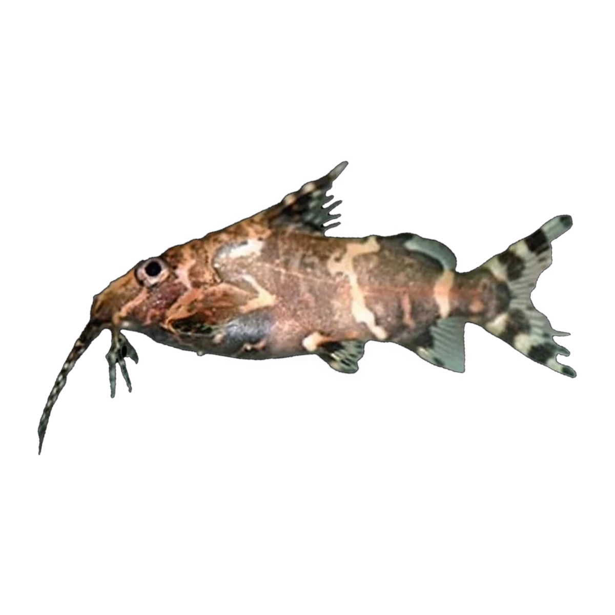 Upside Down Catfish | Synodontis nigriventris