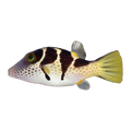 Valentini Pufferfish | Canthigaster valentini