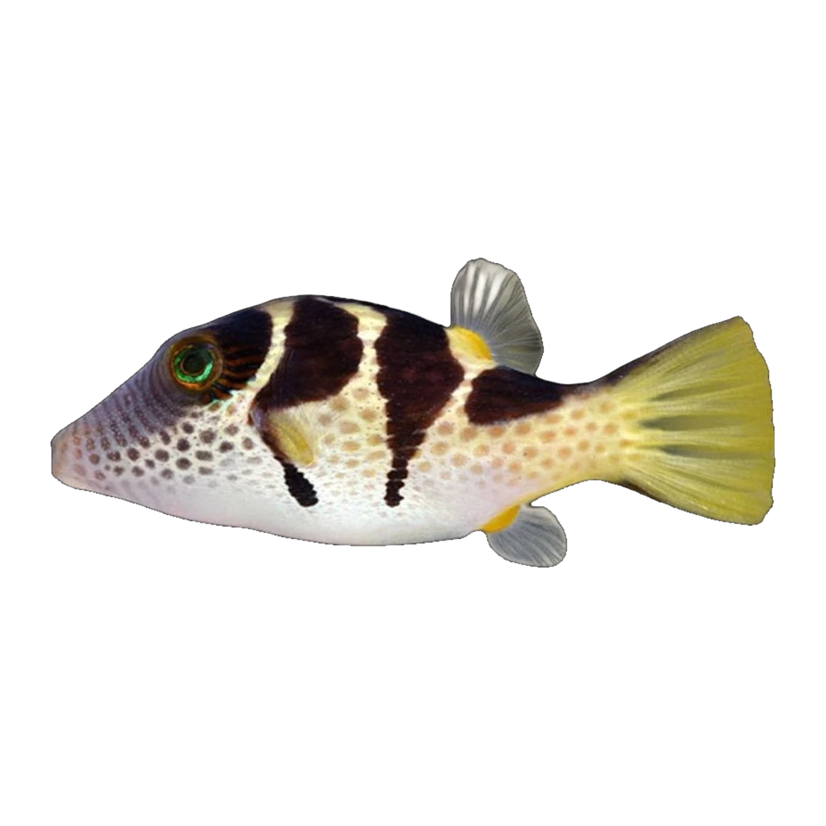 Valentini Pufferfish | Canthigaster valentini