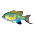 Vanderbilt's Chromis | Chromis vanderbuilti
