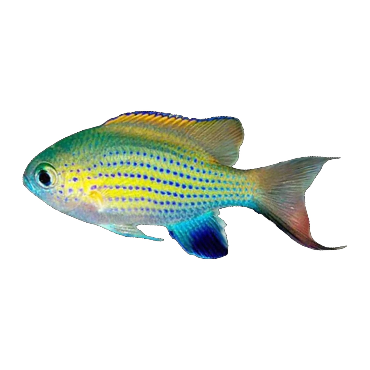 Vanderbilt's Chromis | Chromis vanderbuilti
