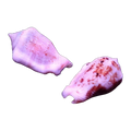 Vanilla Strombus Snail | Strombus spp.