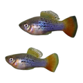 Variable Platy | Xiphophorus variatus
