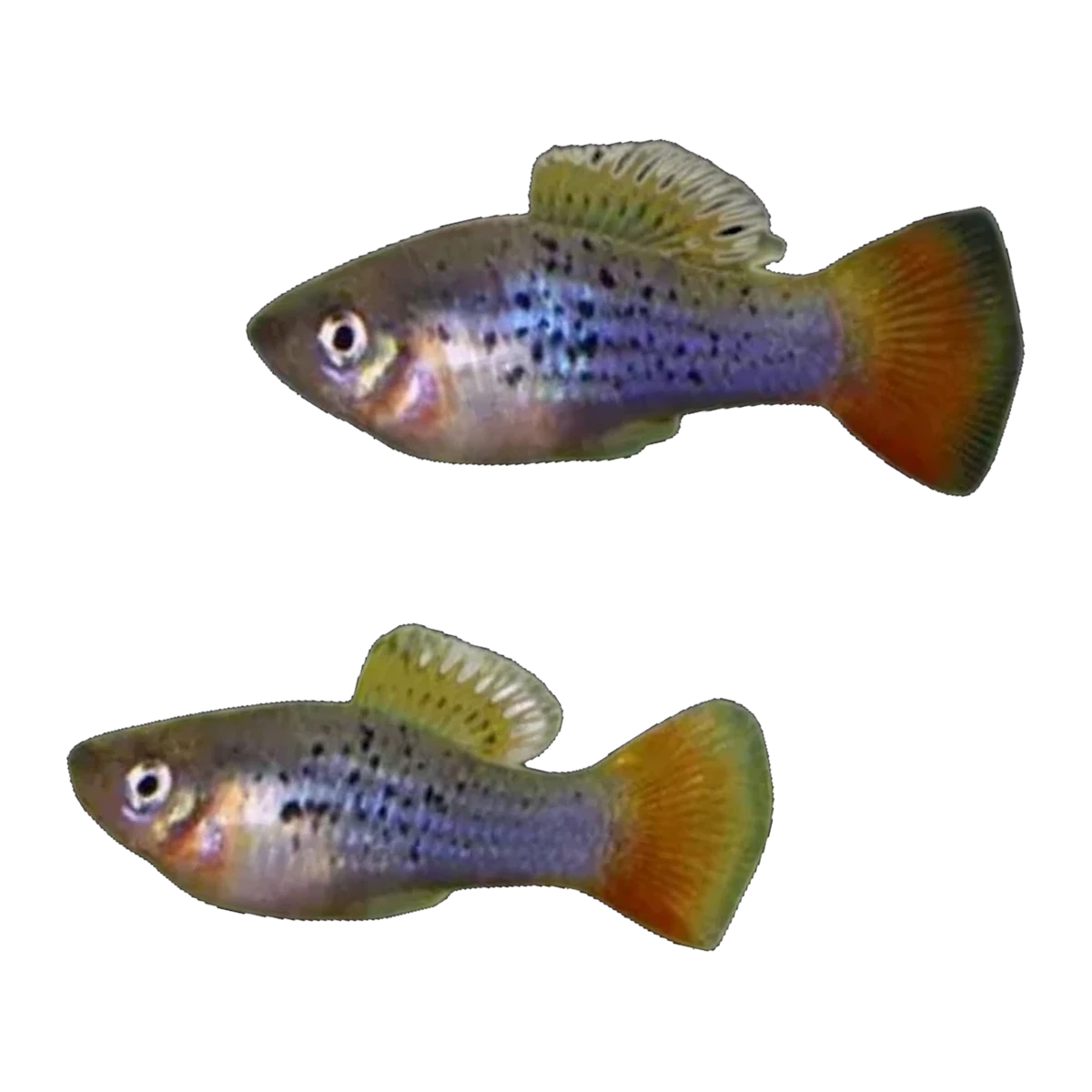 Variable Platy | Xiphophorus variatus
