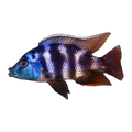 VC-10 (Placidochromis milomo), side profile facing right