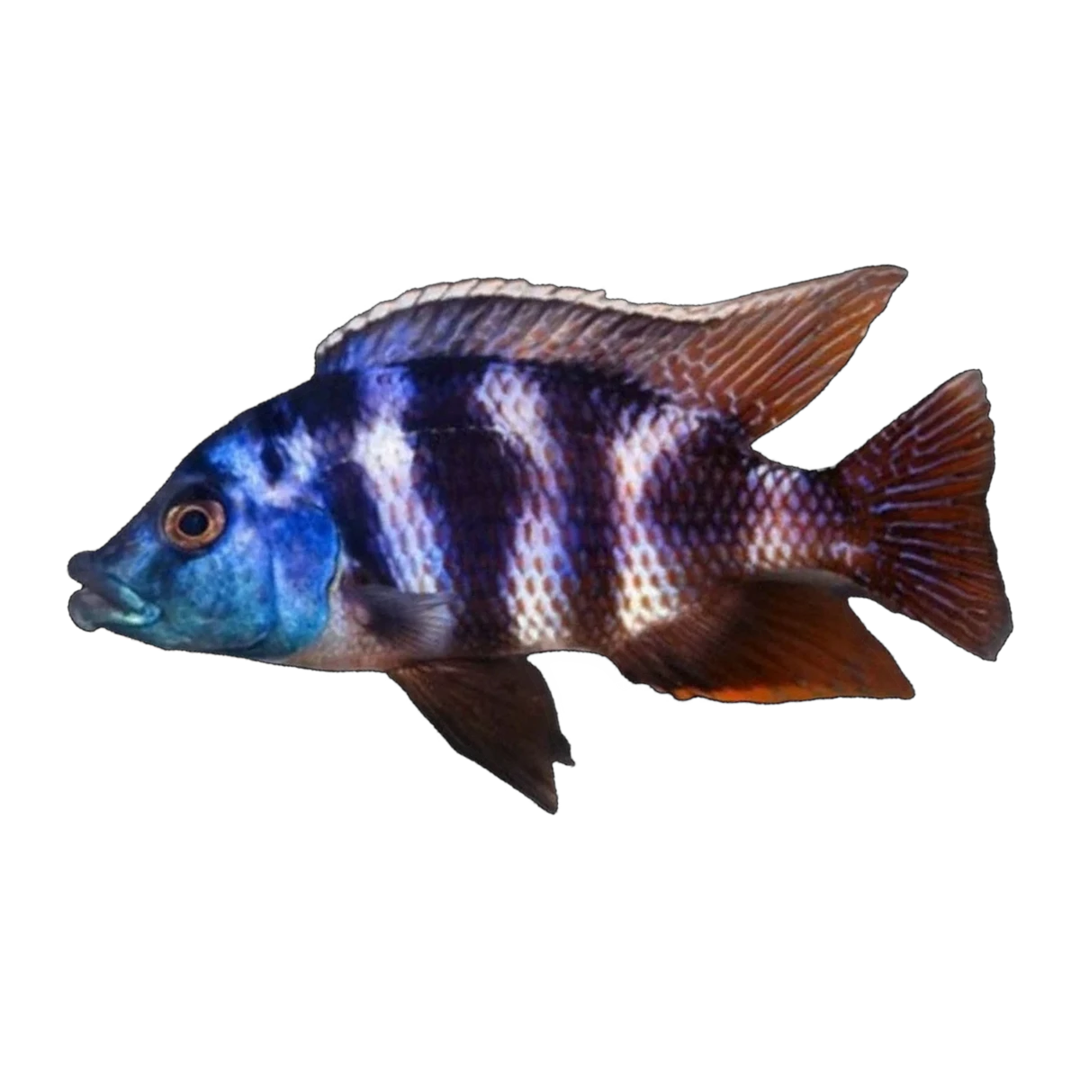 VC-10 (Placidochromis milomo), side profile facing right