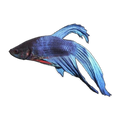 Veil Tail Male Fighting Fish | Betta splendens