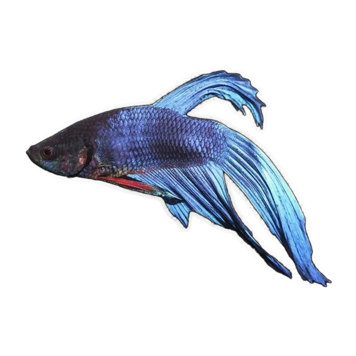 Veil Tail Male Fighting Fish | Betta splendens