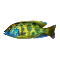 Venustus Cichlid (Nimbochromis venustus), side profile facing right