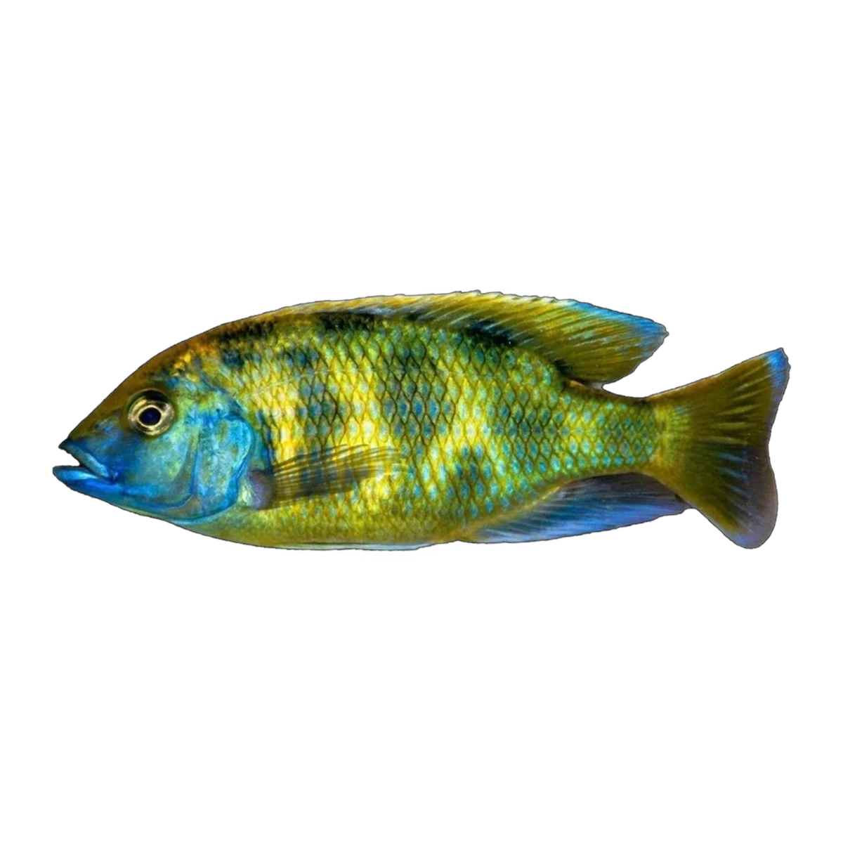 Venustus Cichlid (Nimbochromis venustus), side profile facing right