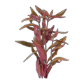 Violet | Alternanthera sessilis