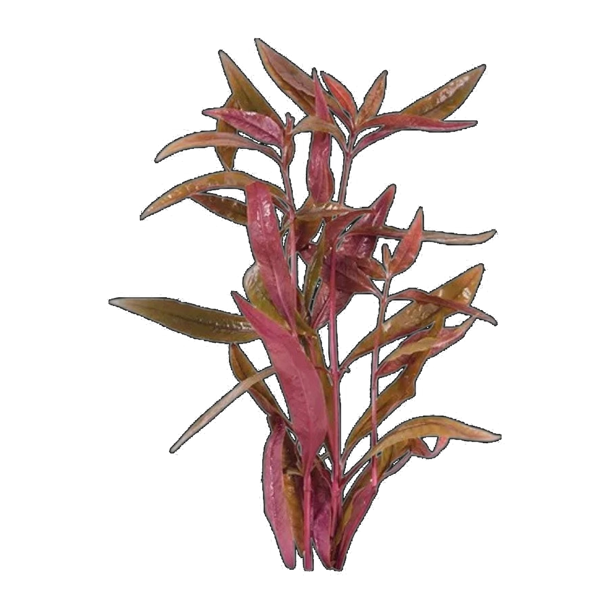 Violet | Alternanthera sessilis