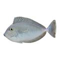 Vlamingii Tang | Naso vlamingii