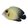 Vrolkii Mimic Tang | Acanthurus chronixis