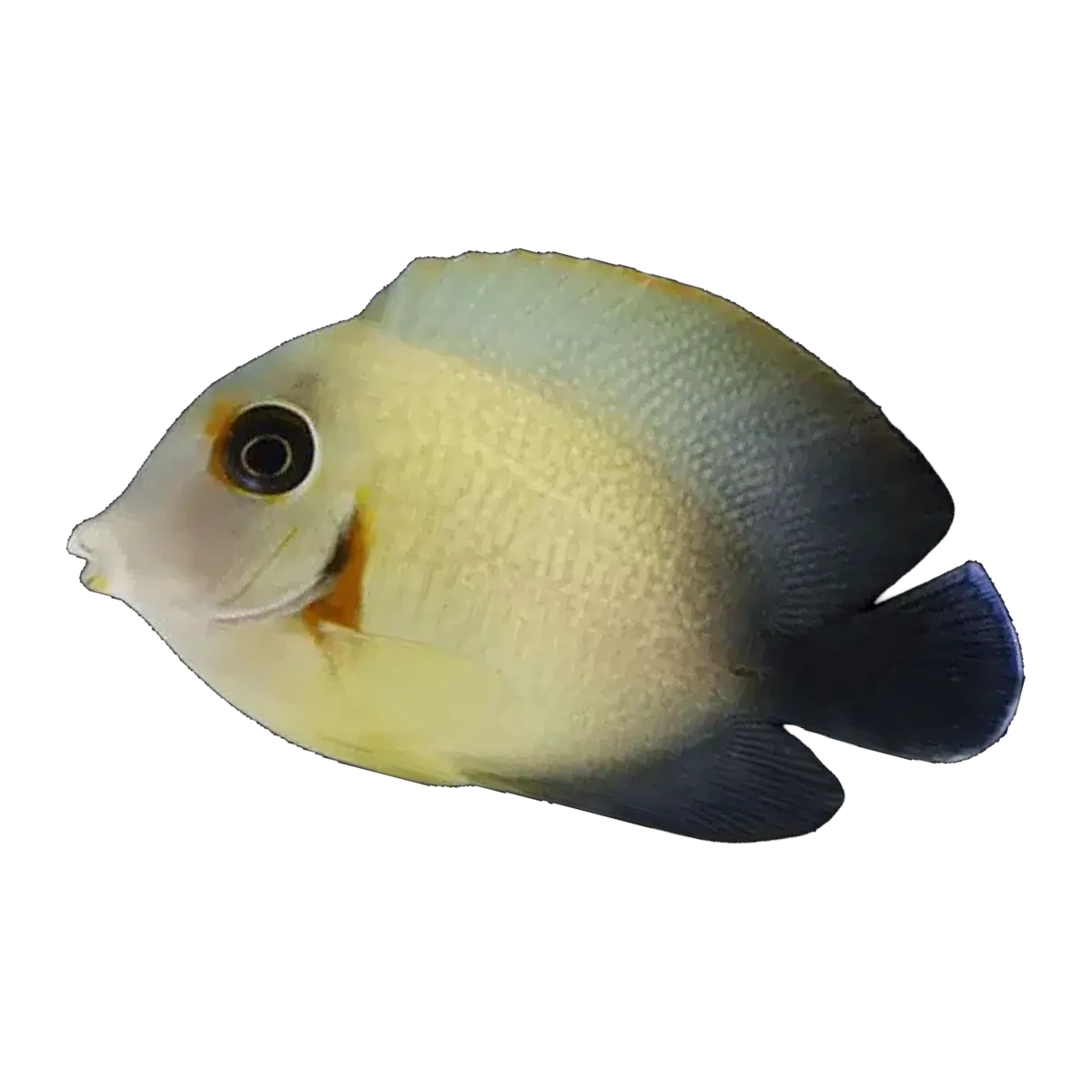 Vrolkii Mimic Tang | Acanthurus chronixis