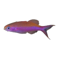 Waitei Anthias | Luzonichthys waitei