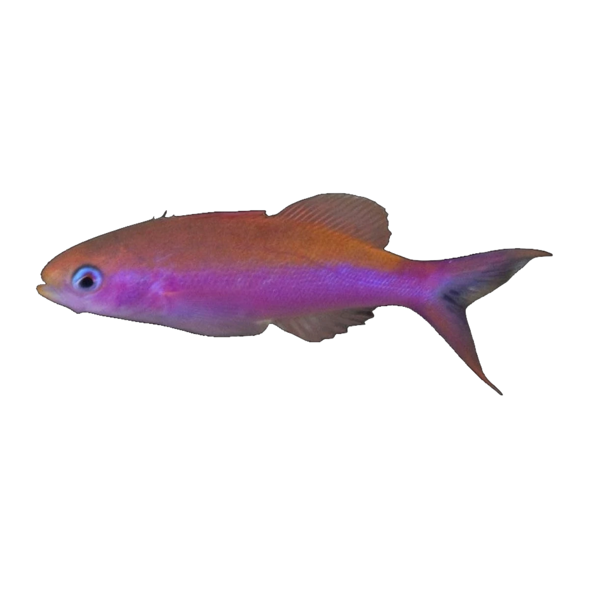 Waitei Anthias | Luzonichthys waitei