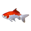 Wakin Goldfish