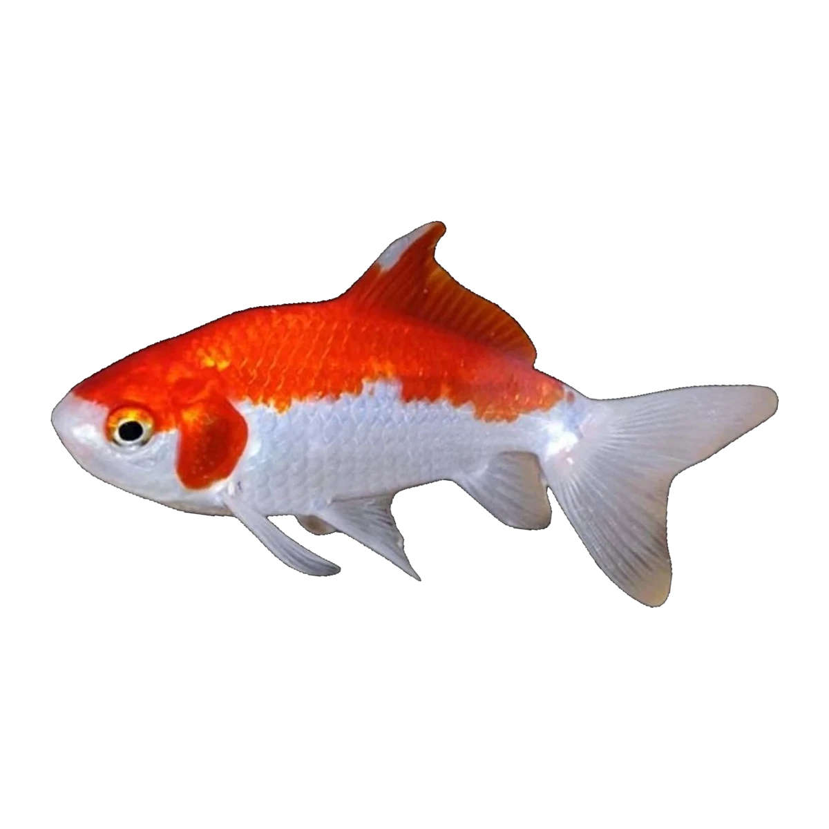 Wakin Goldfish