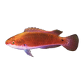 Walindi Fairy Wrasse | Cirrhilabrus walindi