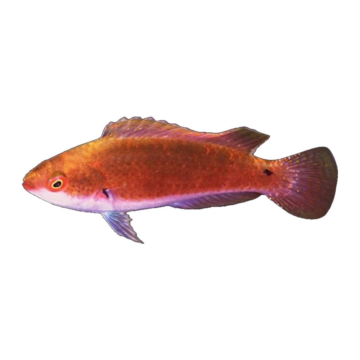 Walindi Fairy Wrasse | Cirrhilabrus walindi