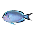 Watanabei Angelfish Female | Genicanthus watanabei