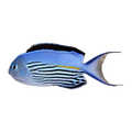 Watanabei Angelfish Male | Genicanthus watanabei