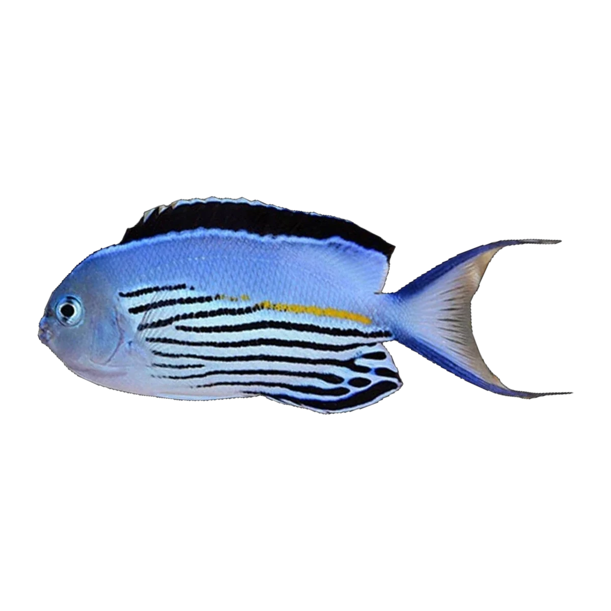 Watanabei Angelfish Male | Genicanthus watanabei