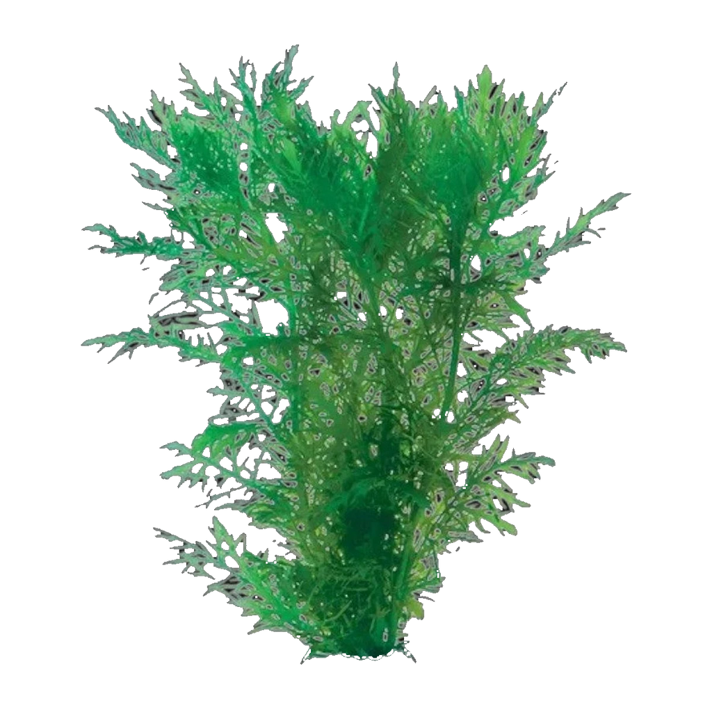 Water Wisteria | Hygrophila difformis
