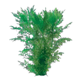 Water Wisteria | Hygrophila difformis