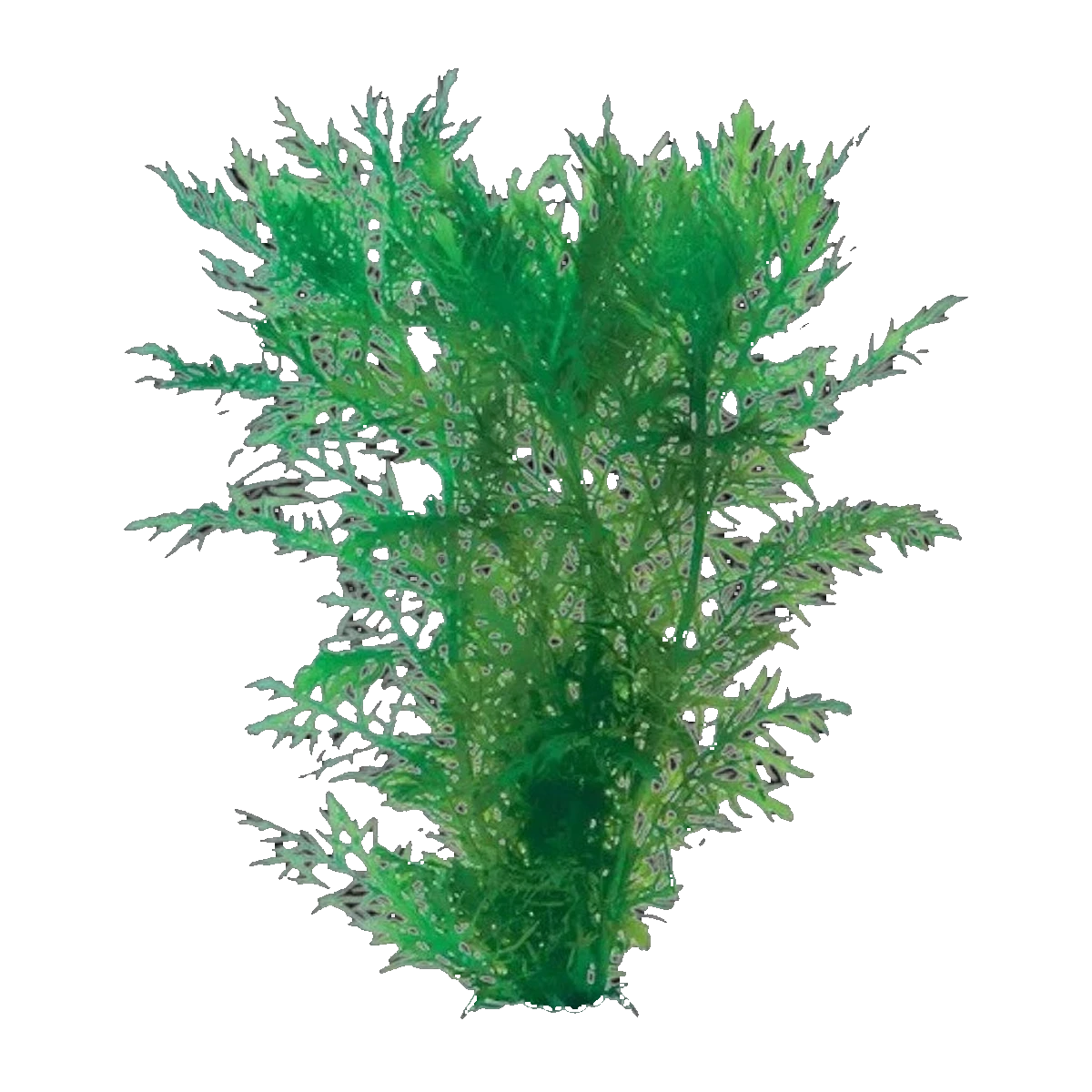 Water Wisteria | Hygrophila difformis